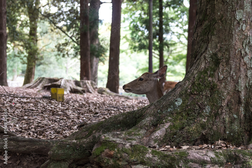 A small deer sits under a tree in the forest
