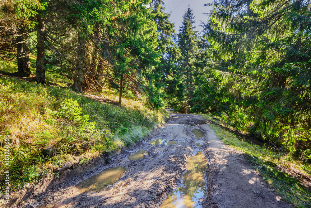 Beautiful fairy old pine forest in the early morning in the sunlight II