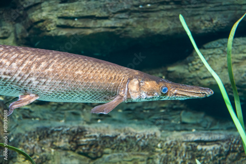 Arapaima, Pirarucu, endangered fish from Amazon river. Sudis gigas