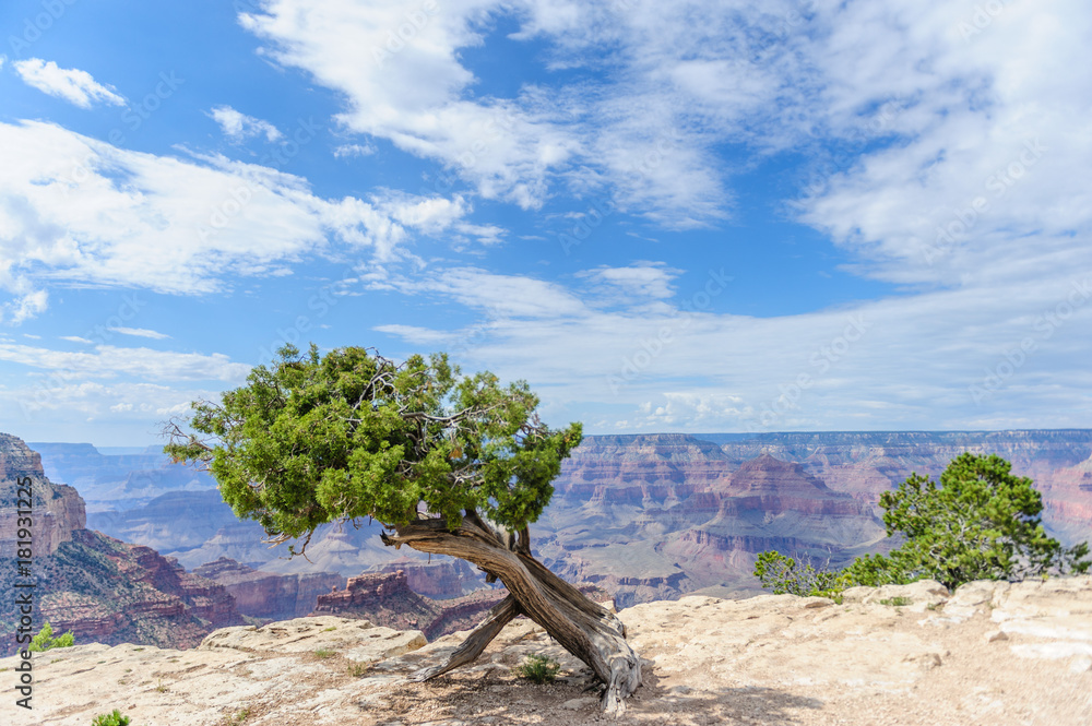 Tree on the Grand Canyon Rim
