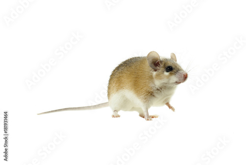 light yellow spiny mouse with white belly on a white background looking past the frame, lifting one paw