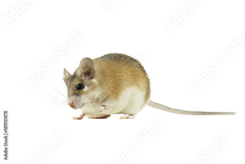 light yellow spiny mouse with white belly on a white background looks at the viewer, lifting one paw