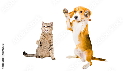 Fototapeta Naklejka Na Ścianę i Meble -  Playful cat Scottish Straight and Beagle dog, isolated on white background