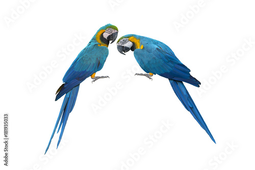 Blue and gold macaw isolated on white background