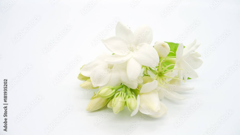 White jasmine flowers isolated on white background.