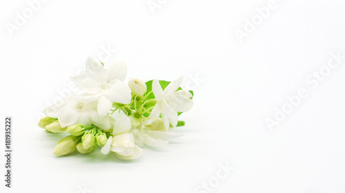 White jasmine flowers isolated on white background.