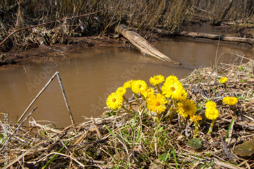 Tussilago farfara, commonly known as coltsfoot, is a plant in the groundsel tribe in the daisy family Asteraceae photo