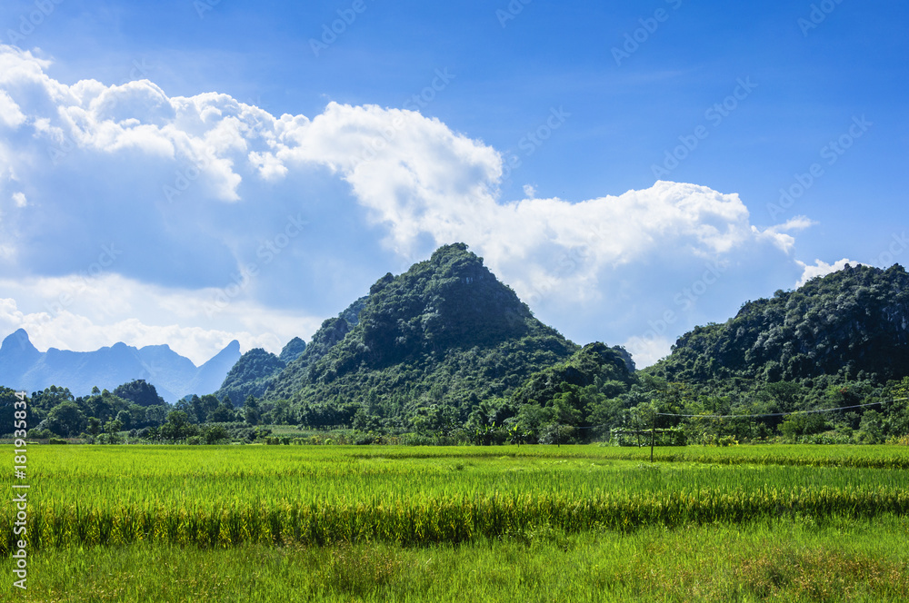 Obraz premium The rice fields and countryside scenery in summer