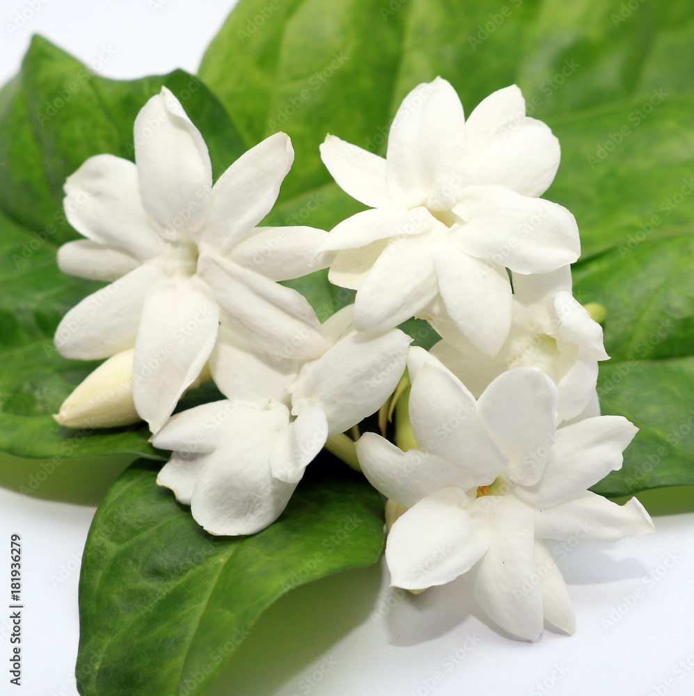 Obraz premium White jasmine flowers isolated on white background.