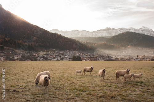 Sheep flock Villnoesser Schaf, tignola, Fiemmese
