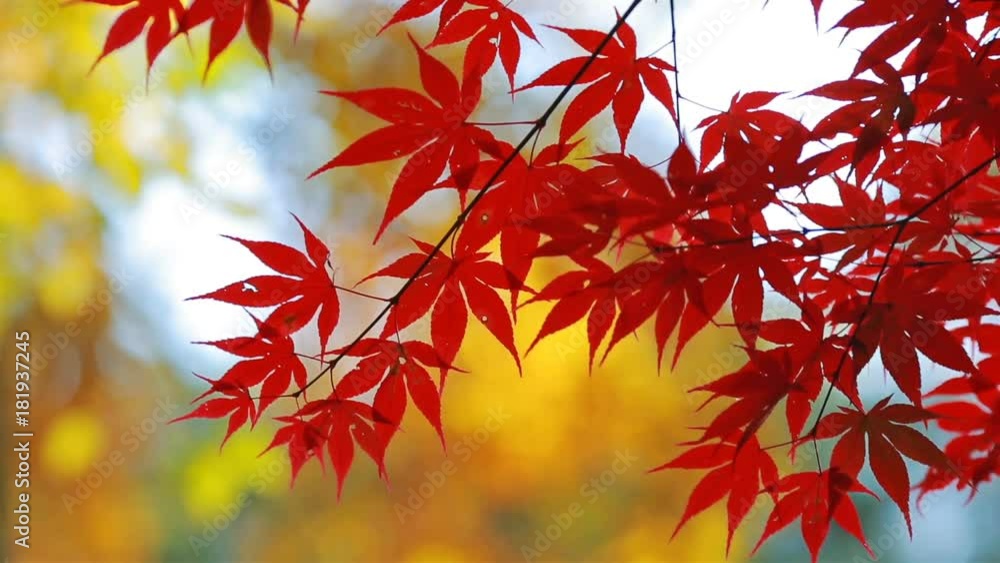 Red maple leaves against the background of the autumn forest. Red maple leaves against the background of the autumn forest.