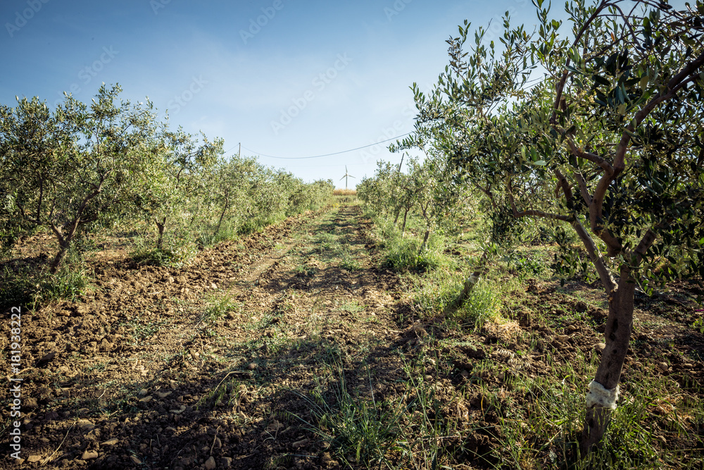 Rows of olive trees, dirt road and wind turbine