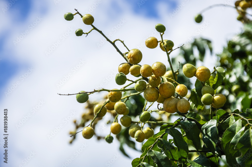 The clausena fruits closeup on the tree 