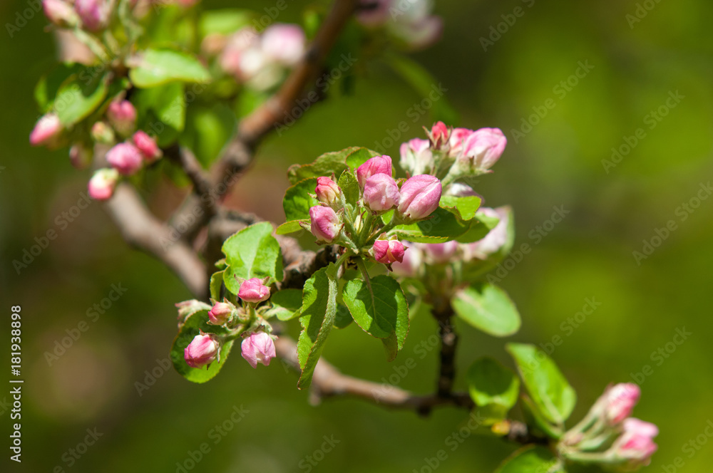 Spring landscape, Apple tree flowers. Beautiful spring blooming tree, gentle white flowers, fresh cherry blossom border on green soft focus background, spring time nature