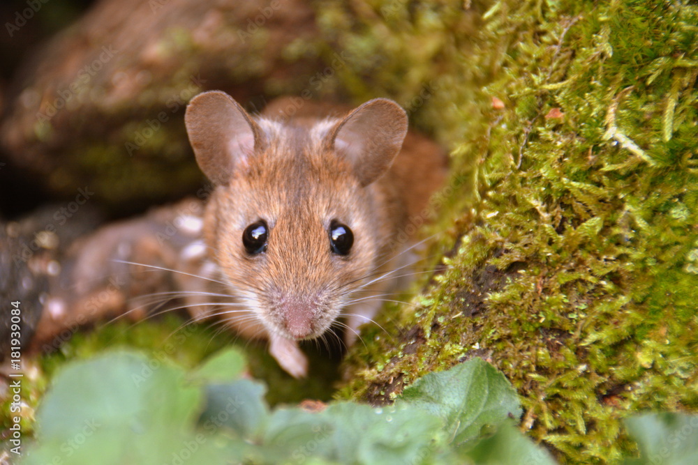 Waldmaus Waldmaus