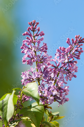 Texture, pattern, background. Lilac flowers. of a pale pinkish-violet color. Large garden shrub with purple or white fragrant flowers. photo