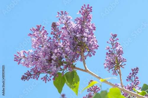 Texture, pattern, background. Lilac flowers. of a pale pinkish-violet color. Large garden shrub with purple or white fragrant flowers. photo