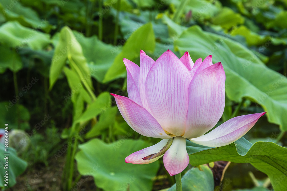 The beautiful blossoming lotus flower closeup in summer The beautiful blossoming lotus flower closeup in summer