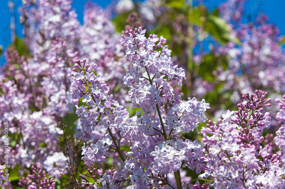 Beautiful fresh purple violet flowers. Close up of purple flowers. Spring flower, a branch of lilac. Lilac bush, lilac background. Branch with spring lilac flowers.