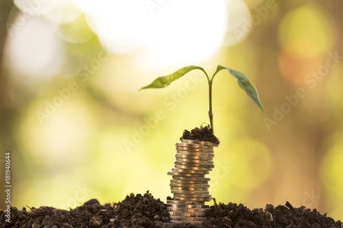 Business Concept, Coins in Soil with Young Plants photo
