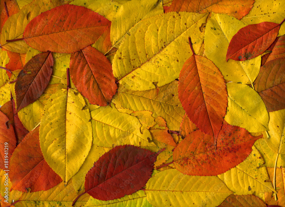 Colorful Autumn Leaves as Background. High Detail. Colorful Autumn Leaves as Background. High Detail.