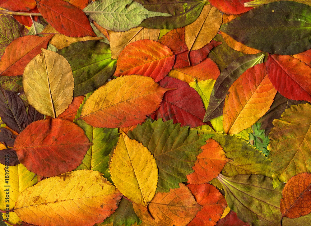 Colorful Autumn Leaves as Background. High Detail. 