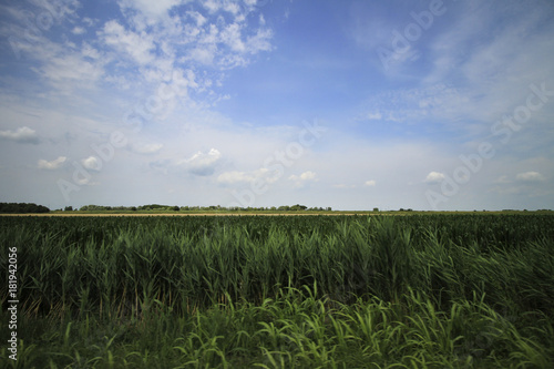 Idyllic and scenic countryside landscape - field, forest and sky with clouds - tourism, travel, vacation; background, copy space. Photographed in motion.