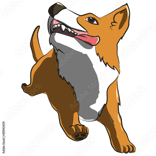 Cane corgi che corre felice. Illustrazione vettoriale.