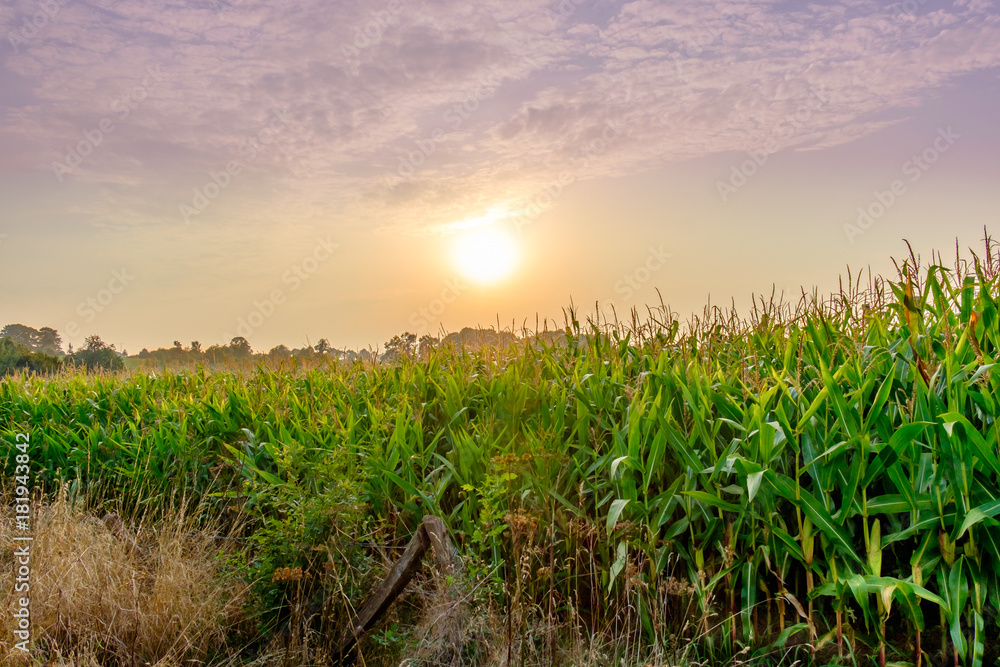 Obraz premium Edge of a Corn field in the Mayenne countryside in summer at sunset, France
