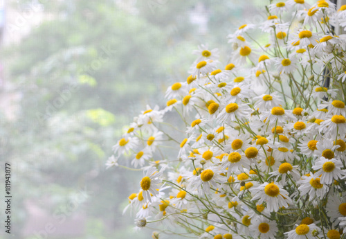 beautiful bouquet of blossoming daisy flowers on the window, composition, background
