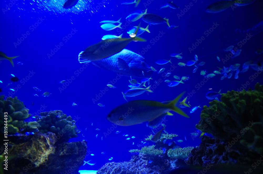 Fototapeta premium 水族館