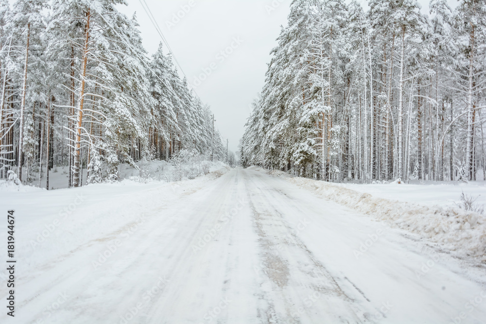 Winter Road, Trees, Snow Day