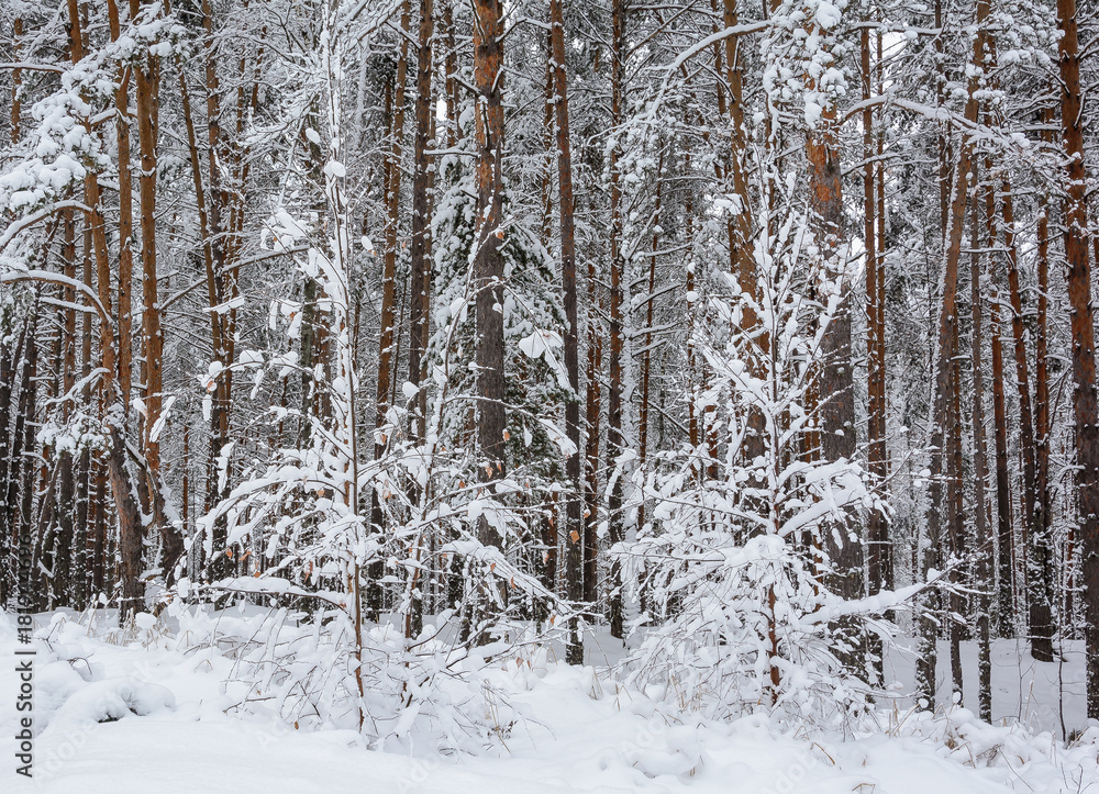 Fototapeta premium Winter Forest, Grove, Trees in the snow
