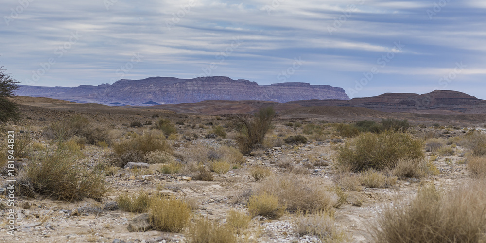 Naklejka premium Bushes in desert, Makhtesh Ramon, Negev Desert, Israel