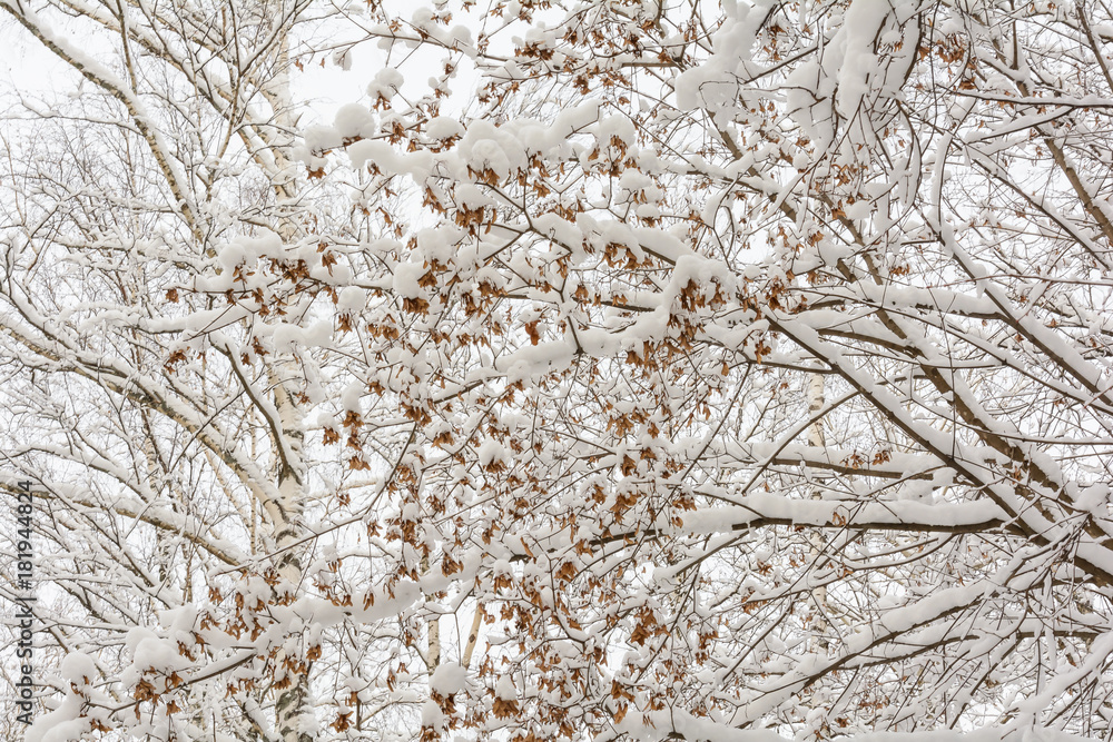 custom made wallpaper toronto digitalBranch of tree under snow, Maple seeds under snow