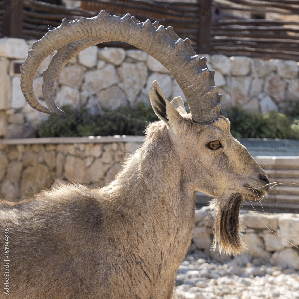 Close-up of Nubian Ibex (Capra nubiana) in desert, Makhtesh Ramon, Negev Desert, Israel