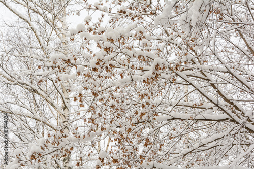Wallpaper Mural Branch of tree under snow, Maple seeds under snow Torontodigital.ca
