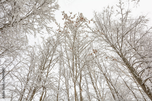 Winter Forest, Grove, Trees in the snow, Maple Seeds in the snow, Branches in the snow