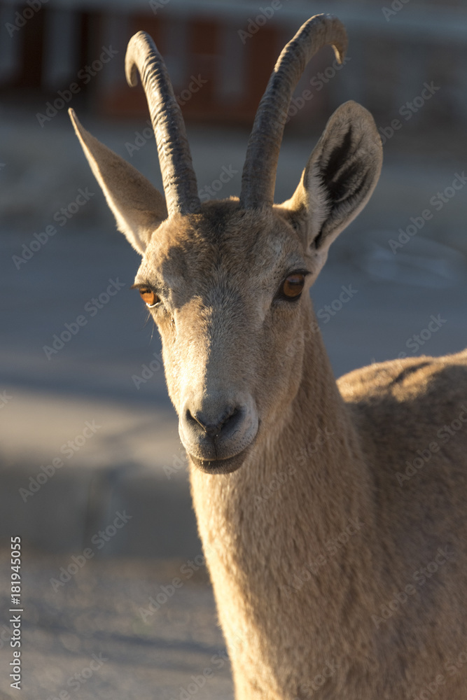 Close-up of Nubian Ibex (Capra nubiana) in desert, Makhtesh Ramon, Negev Desert, Israel Close-up of Nubian Ibex (Capra nubiana) in desert, Makhtesh Ramon, Negev Desert, Israel