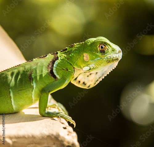 Small Green Iguana On Concrete Ledge