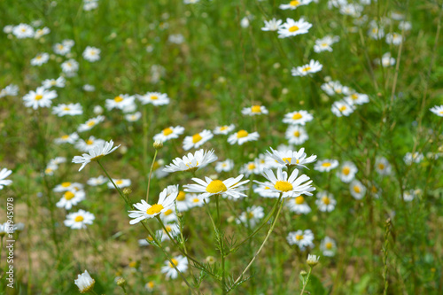  beautiful summer fresh natural landscape  a field of blooming daisy flowers