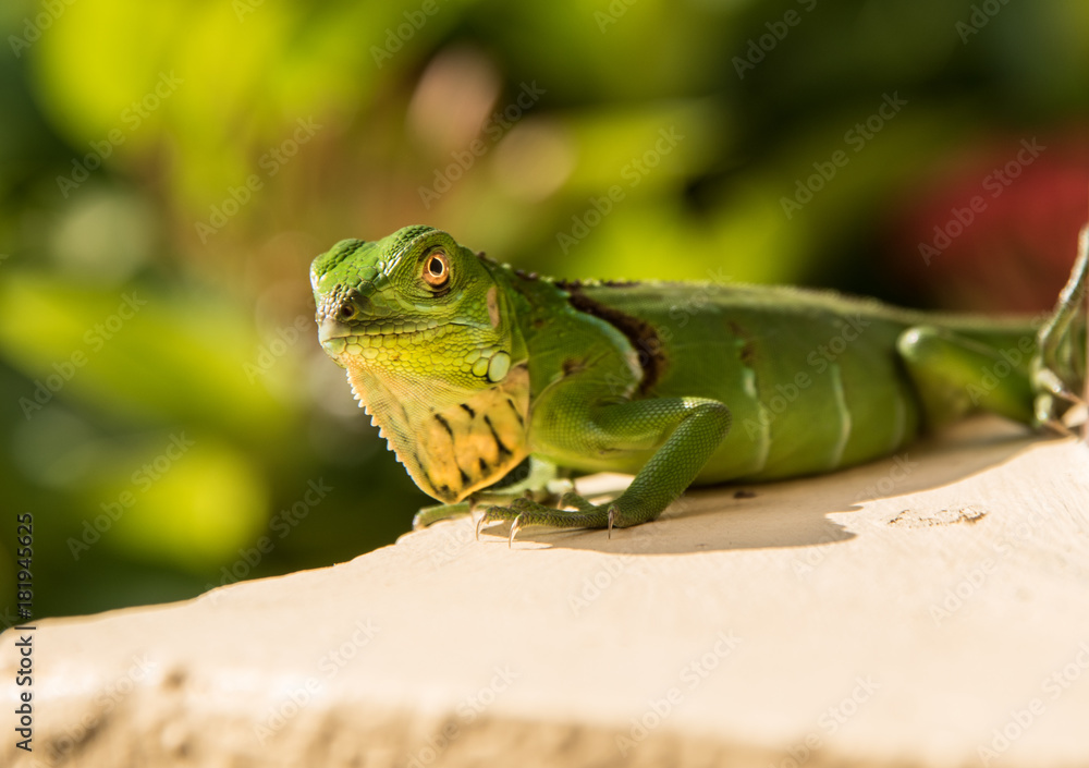 Small Green Iguana On Concrete Ledge Small Green Iguana On Concrete Ledge
