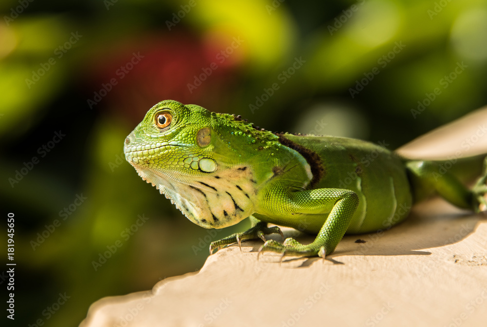 Small Green Iguana On Concrete Ledge