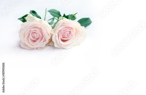 Fototapeta Naklejka Na Ścianę i Meble -  Pink rose petals isolated on white background for valentines day