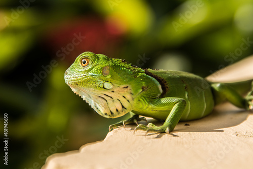 Small Green Iguana On Concrete Ledge