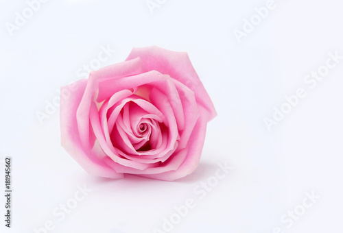 Pink rose petals isolated on white background for valentines day