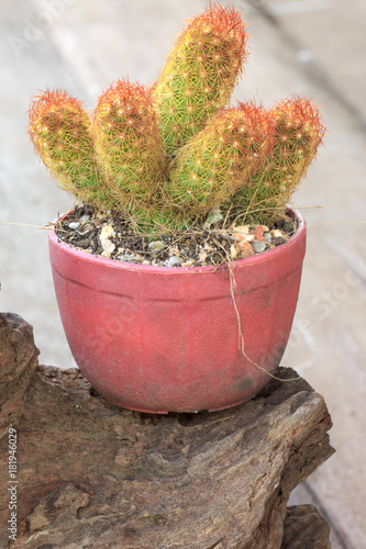 Red cactus thorn