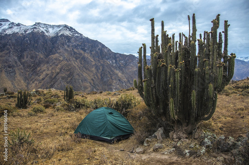 Camping at the Colca Canyon with big cactus, Peru photo