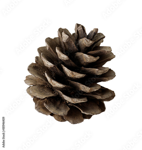 pine cone isolated white