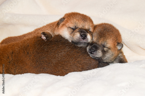 Fototapeta Naklejka Na Ścianę i Meble -  柴犬の赤ちゃん